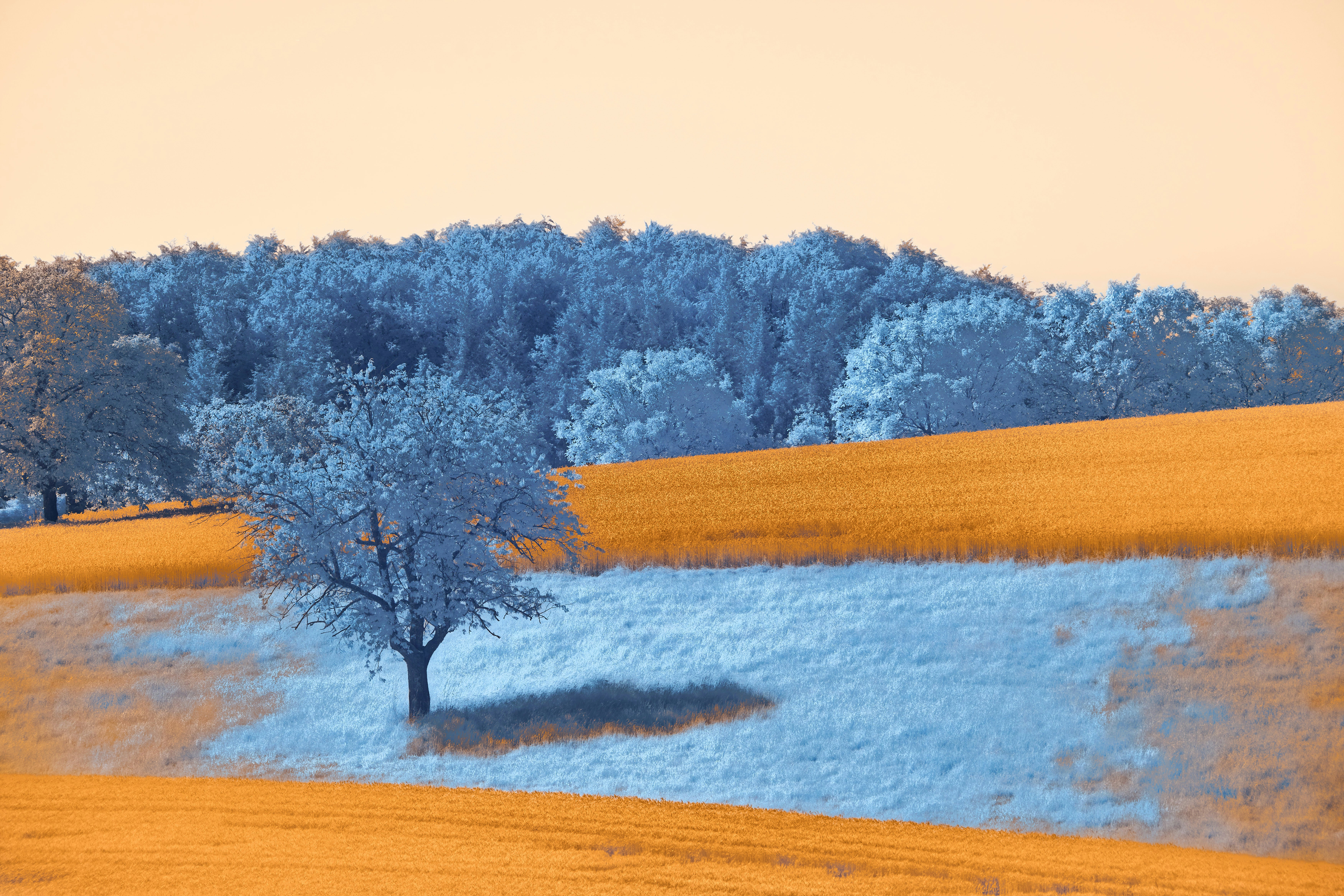 Local SEO Basics cover